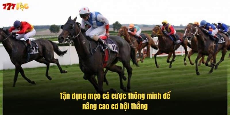 tan-dung-meo-ca-cuoc-thong-minh-de-nang-cao-co-hoi-thang (1)